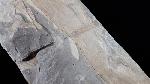 Neocalamites lehmannianus (GPPERT 1845) in WEBER 1968 - Bild © FossNet FossilienStore